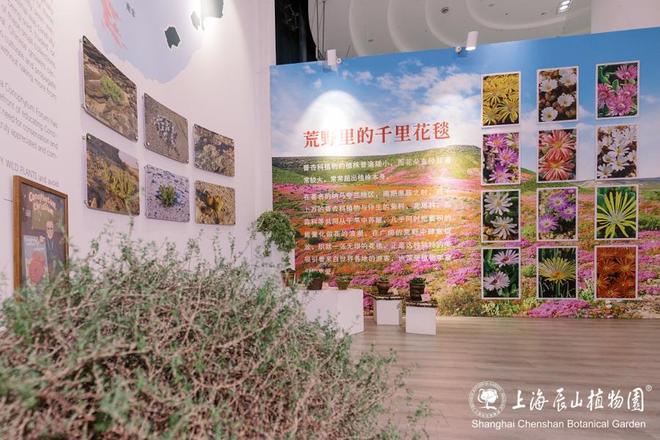 非洲荒野植物竟在魔都绽放沪上两大植物园迎新首展共绘冬日生机